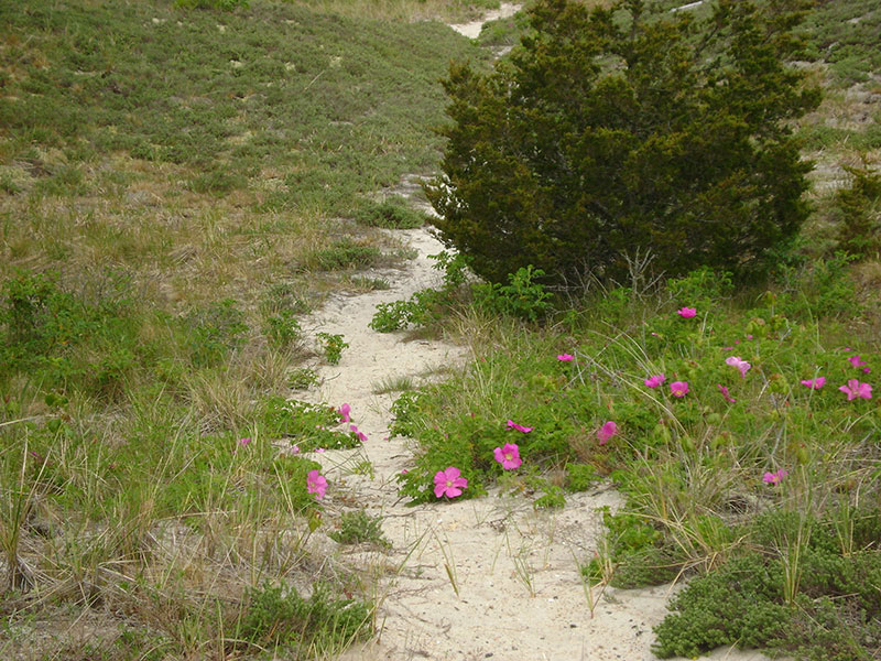 Dunes and flowers