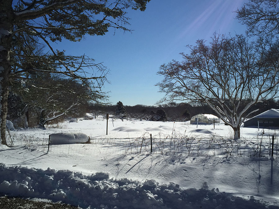 Peach Tree Farm in winter