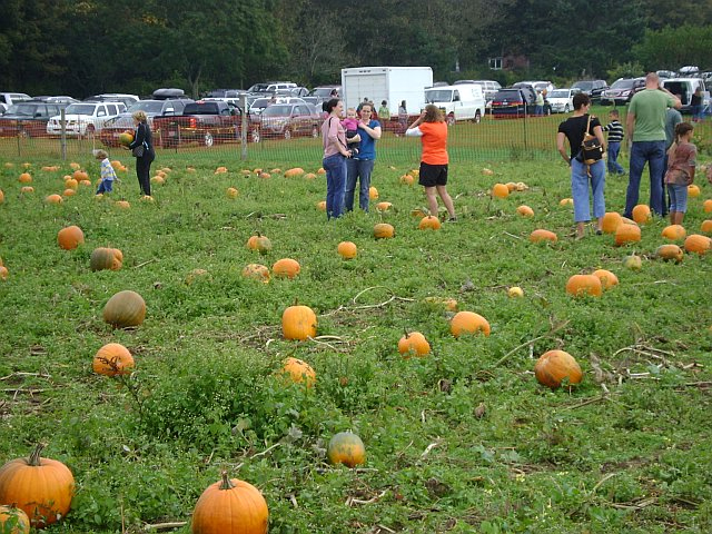 Pumpkin Day at Bourne Farm, Falmouth, MA