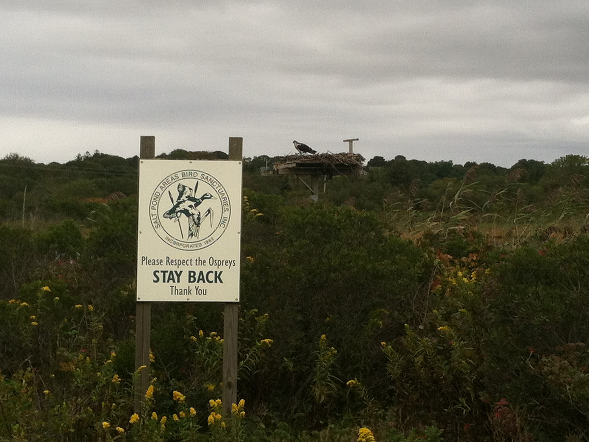 Salt Pond Osprey