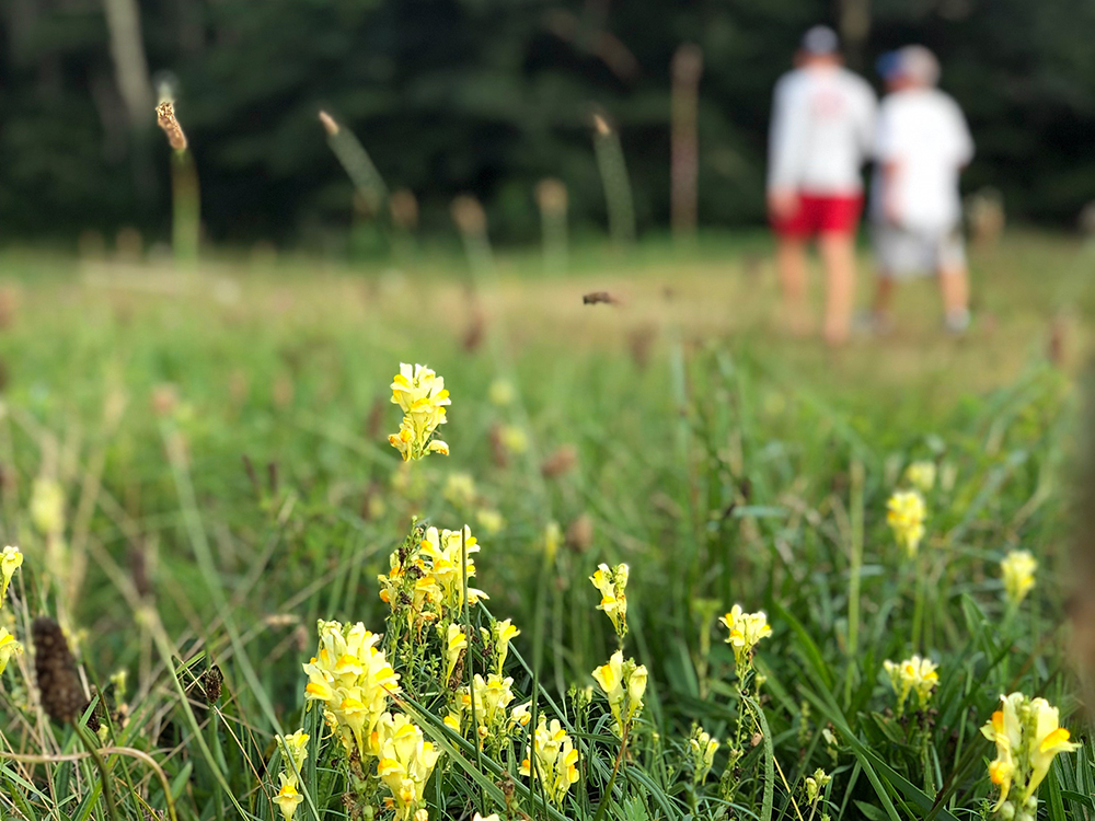 salt pond trails flowers walk