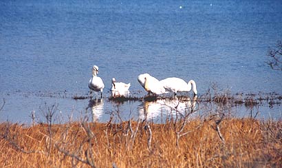 Swans at Salt Pond