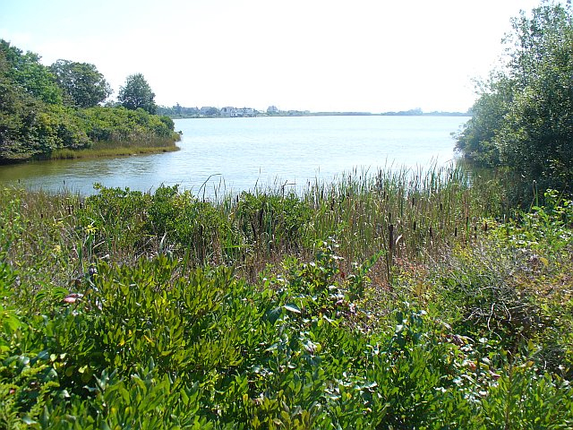 Salt Pond view